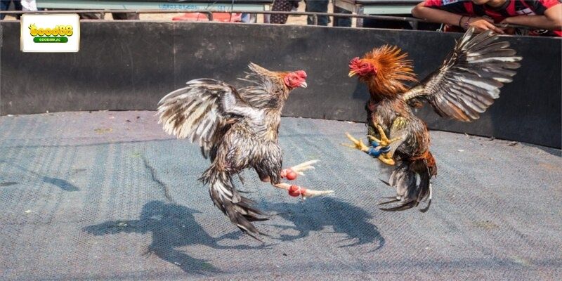 cược hòa trong đá gà