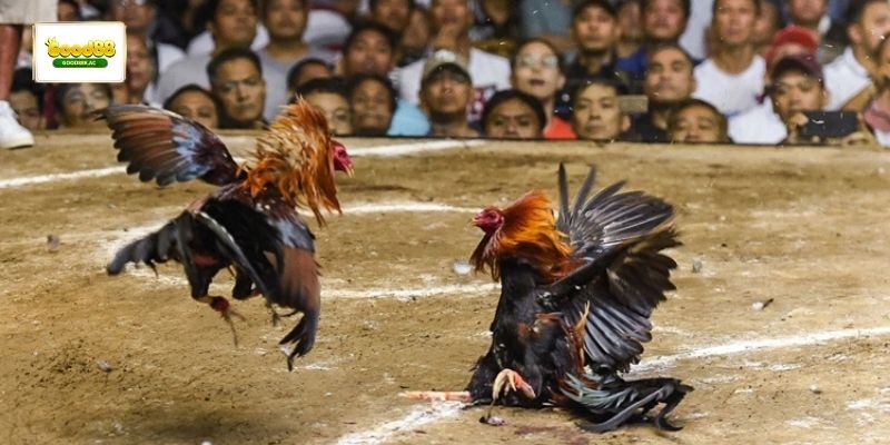 Phân tích kỹ trước khi chọn kèo cược hòa trong đá gà 