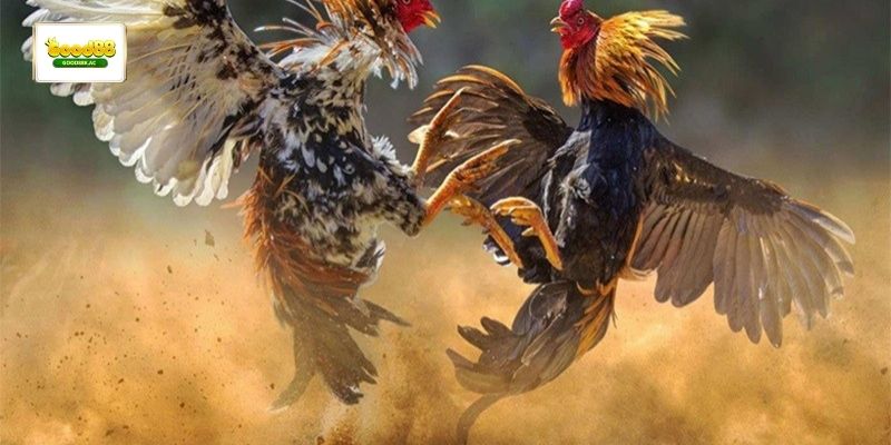 Trận đá gà cân bằng thể lực dễ xuất hiện kèo hòa