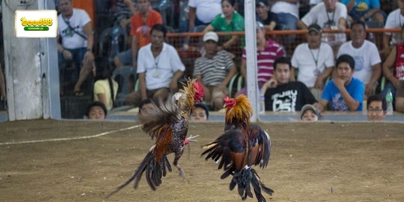 Diễn biến đá gà đòn thể hiện rõ kỹ thuật và thế đánh