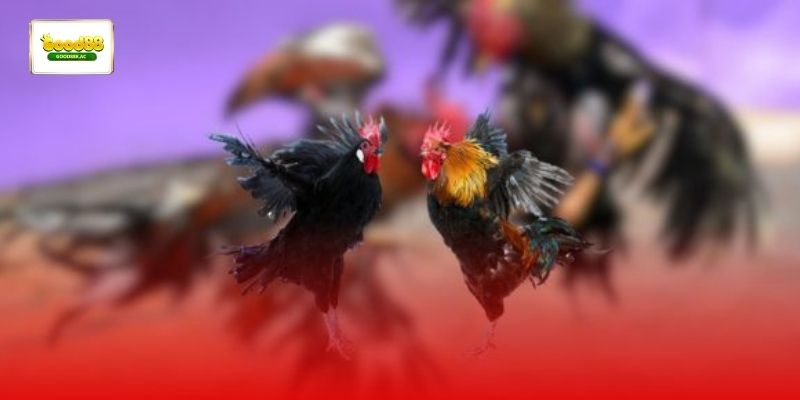 Quan sát nhịp trận đá gà Good88 và diễn biến thi đấu