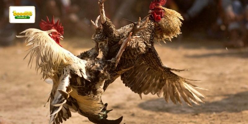 Giao diện theo dõi đá gà Good88 trực tuyến với thông tin rõ ràng