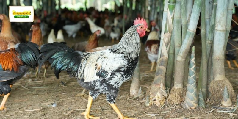 Quan sát thể lực và nhịp đá của gà bến tre