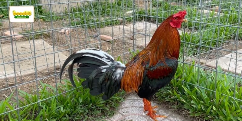 Trận gà bến tre thể hiện lối đá nhanh và linh hoạt