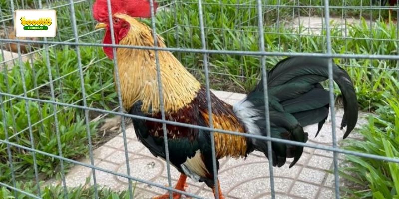 Lối đá tốc độ và khả năng phản công của gà bến tre