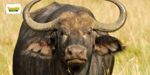 mo-thay-con-trau-ava