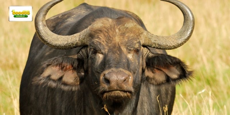 mo-thay-con-trau-ava