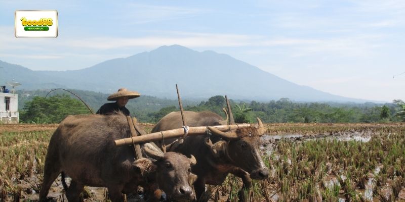 Mơ thấy con trâu đang cày ruộng liên quan đến công việc và trách nhiệm