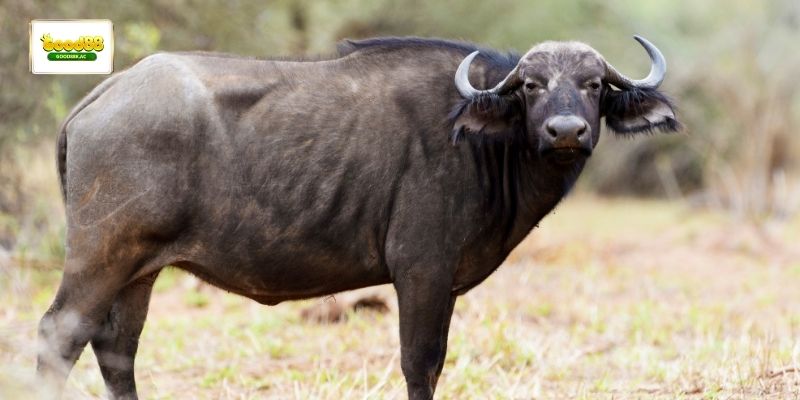 Mơ thấy con trâu đen phản ánh sức mạnh nội tâm và khả năng chịu áp lực 