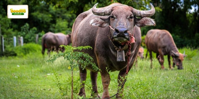 Giấc mơ thấy con trâu không hoàn toàn giống nhau ở mọi trường hợp