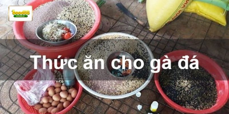 Chế độ thức ăn cho gà đá khoa học giúp duy trì phong độ