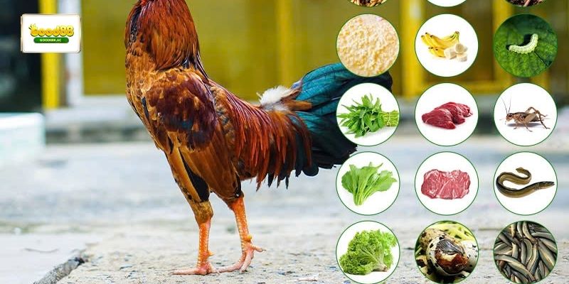 Khẩu phần dinh dưỡng cơ bản giúp gà đá duy trì thể lực