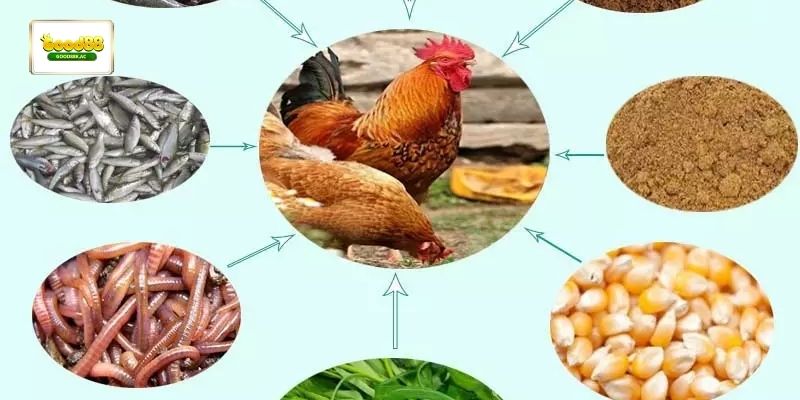 Nguyên liệu quen thuộc trong thức ăn cho gà đá